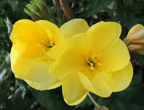 plant, flower Hintergrundbilder