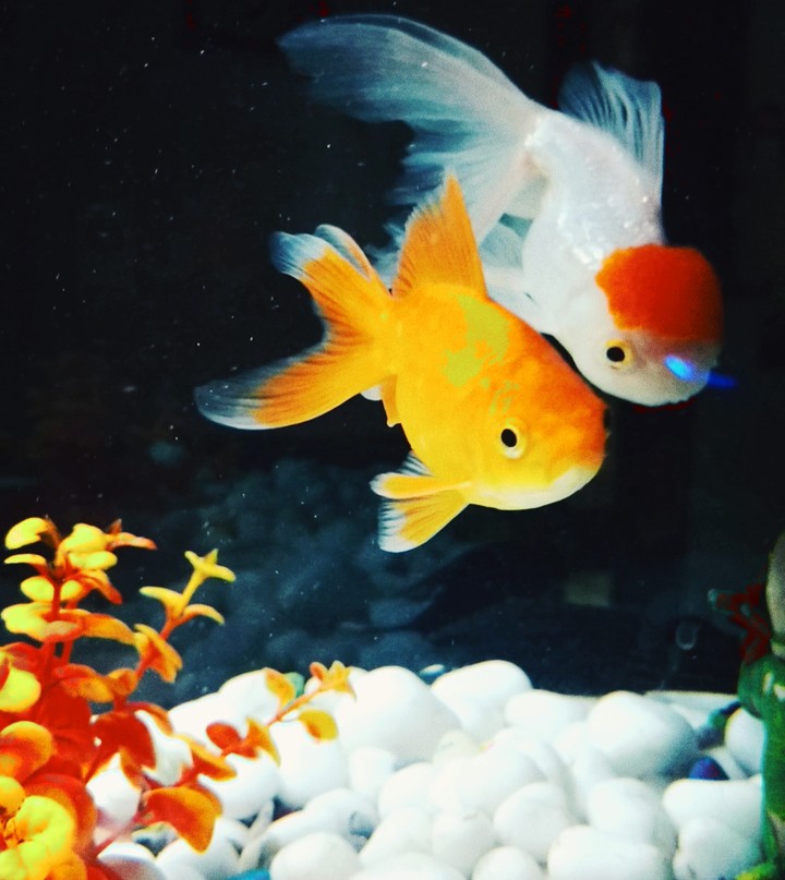 Gold fish