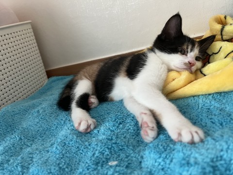 papéis de parede textile, cat