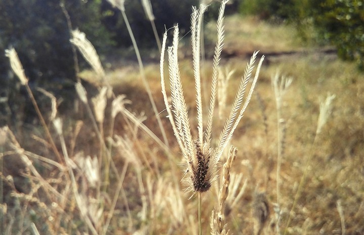 yellow grass