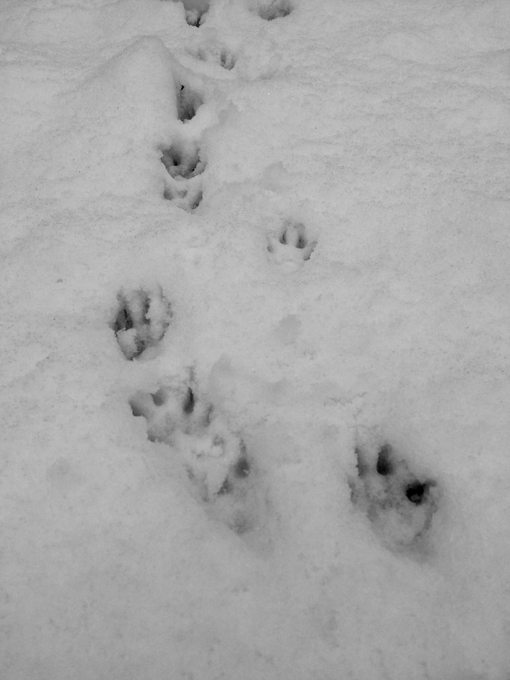 ferret prints