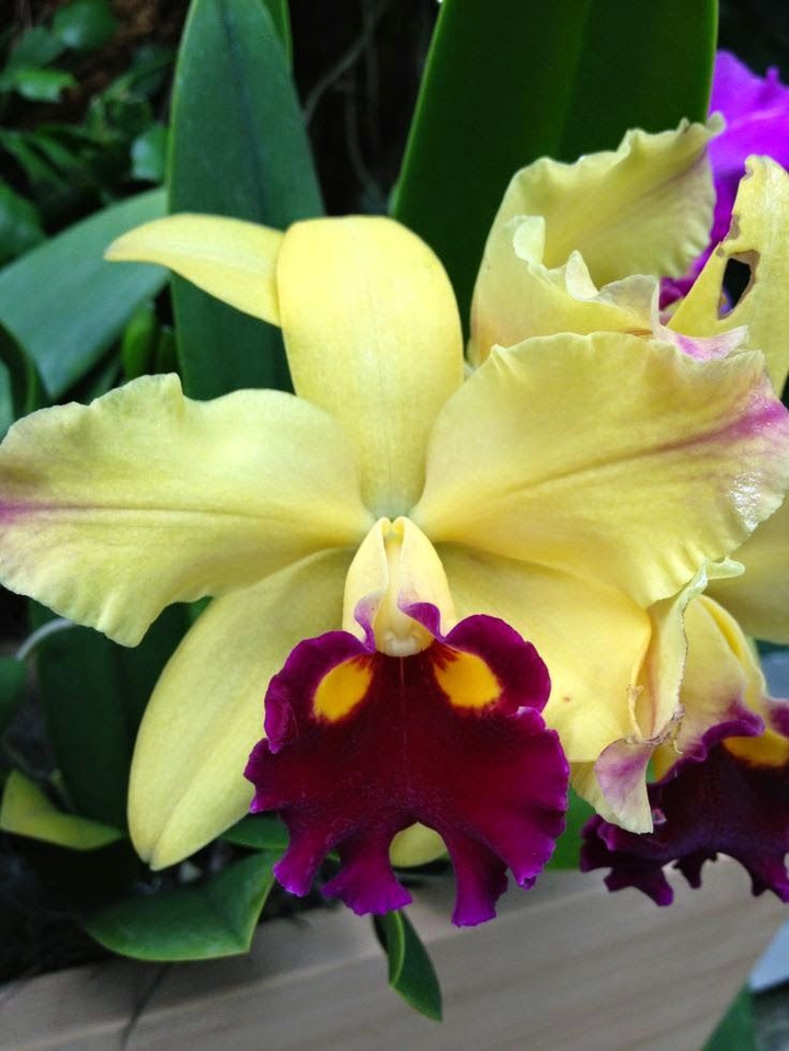 Yellow flower.