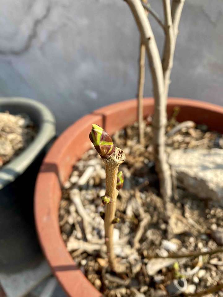 Spring comes