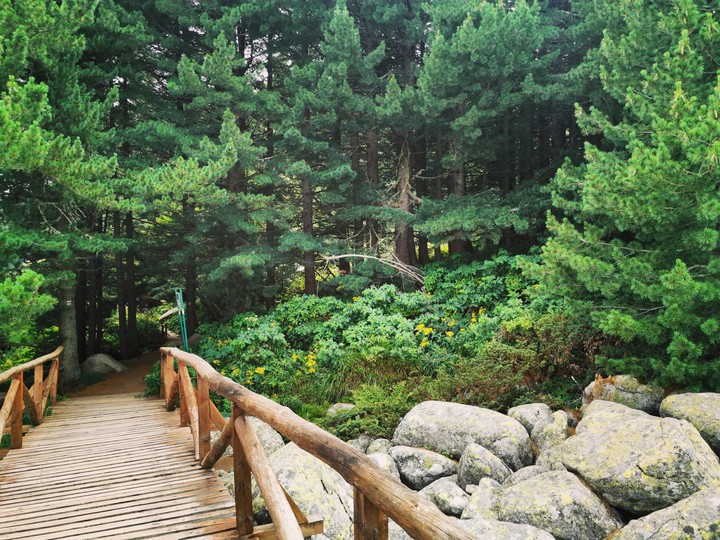 forest