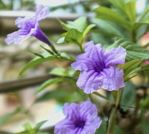groundcover, 紫色壁纸