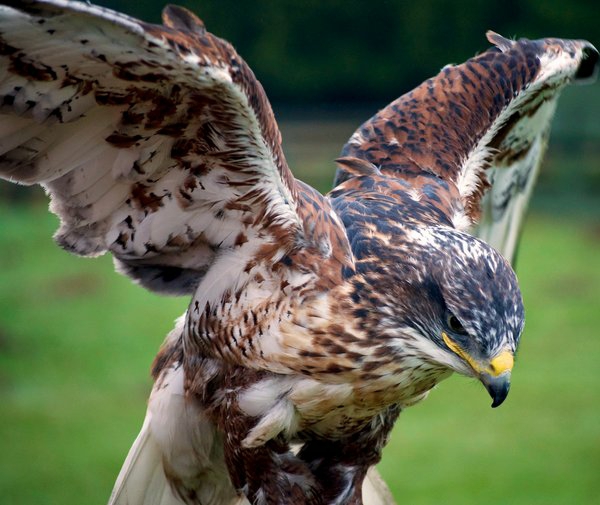 hawk