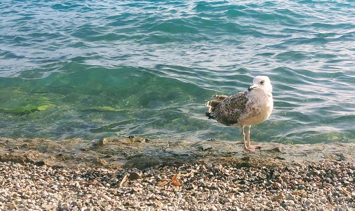seagull