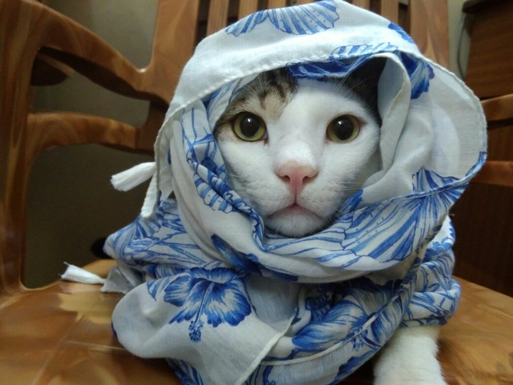 A CAT