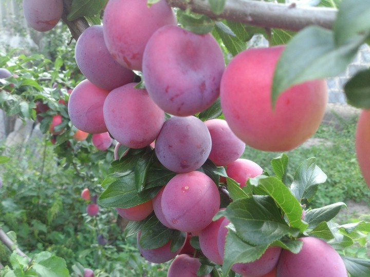 plums