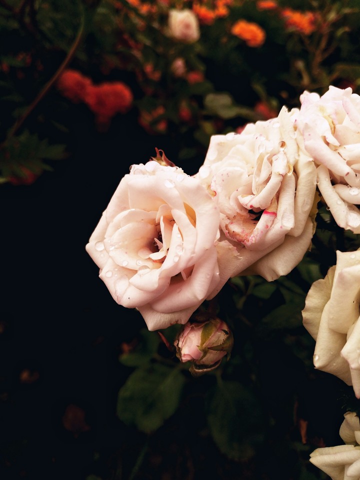 Rosa