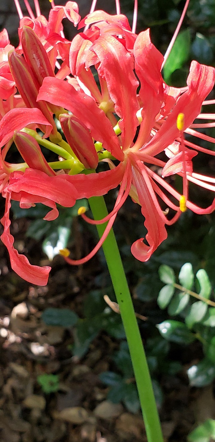 Lily of the day