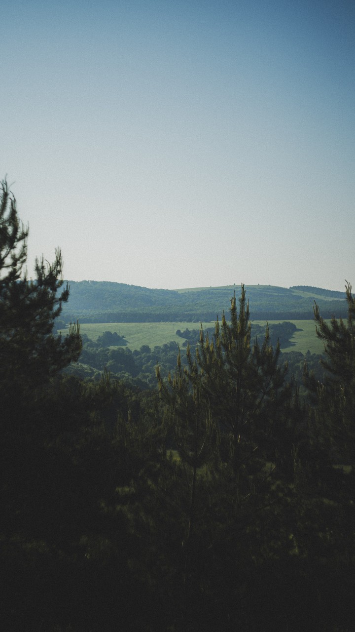 among trees