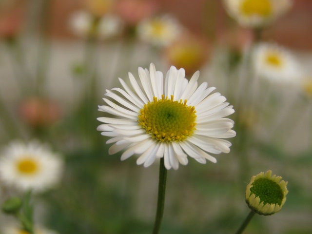 Fleur