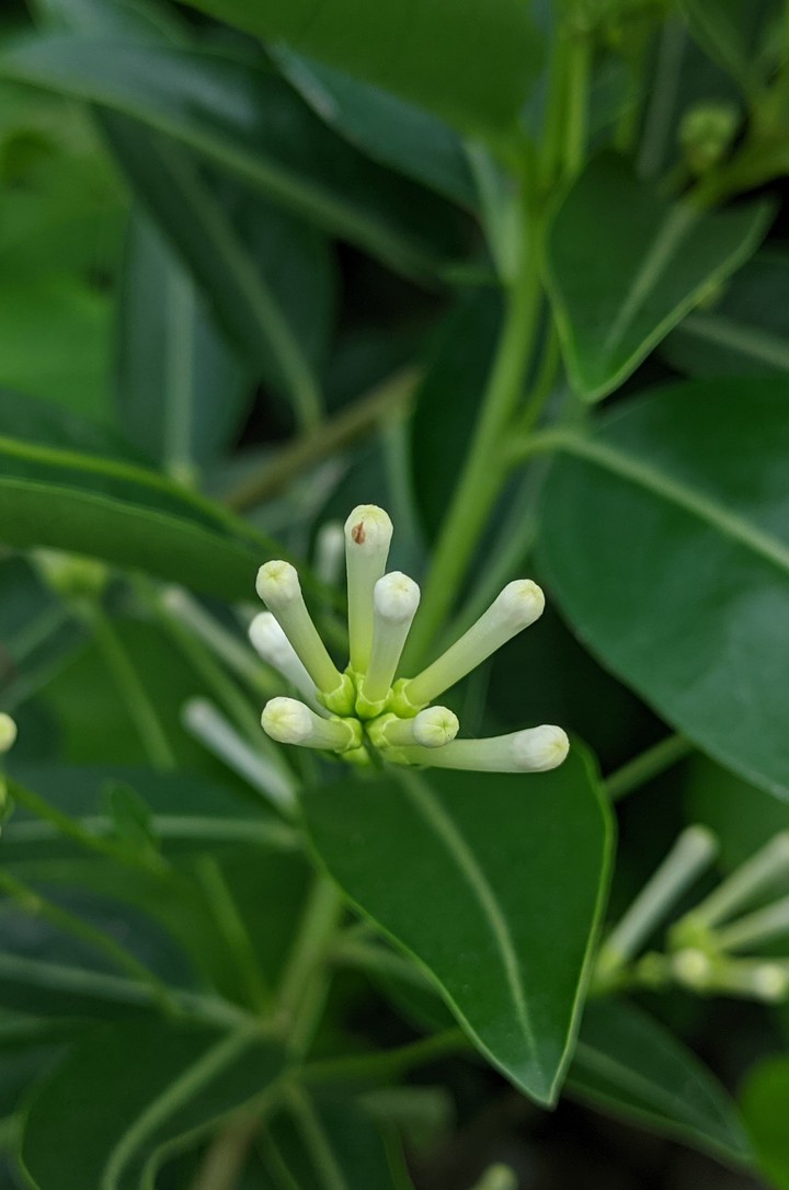 White flowers