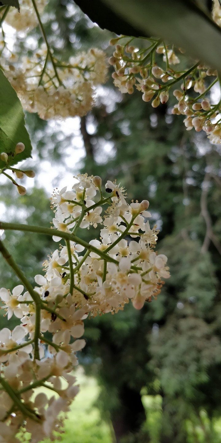 white blossoms