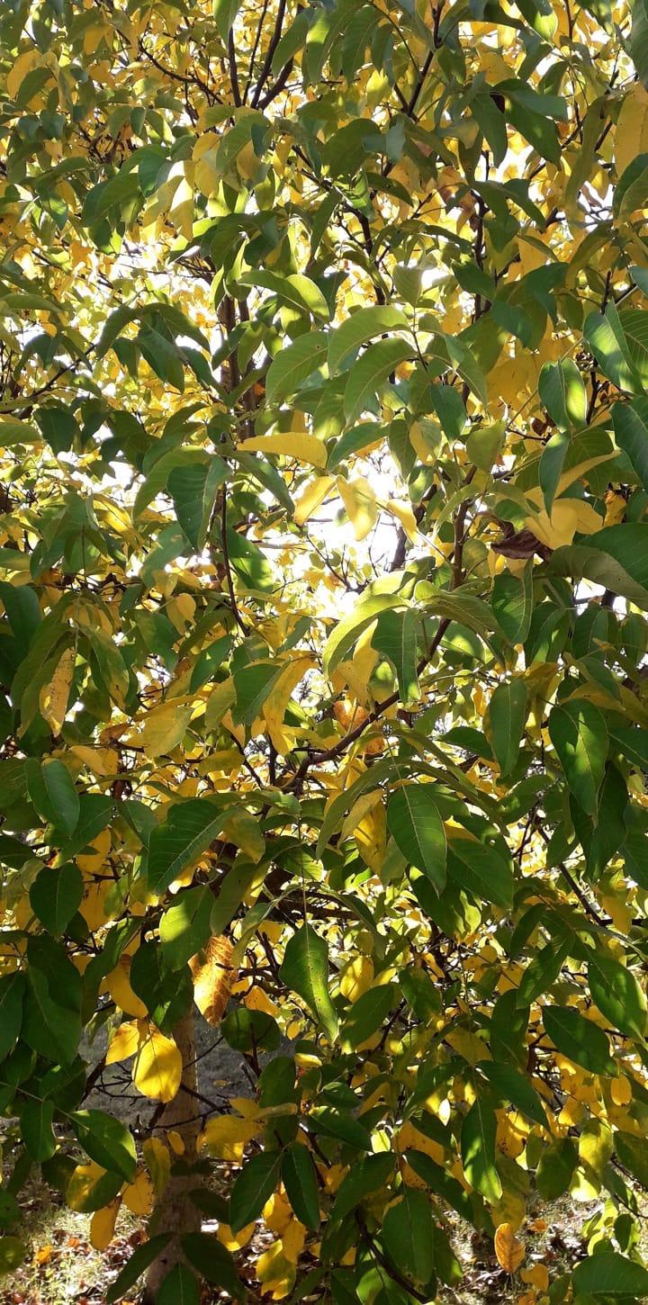 colorfull