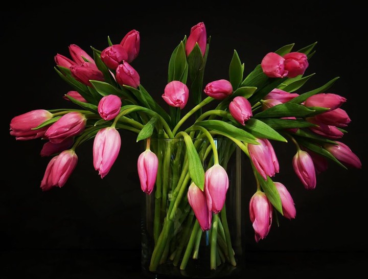 Tulip