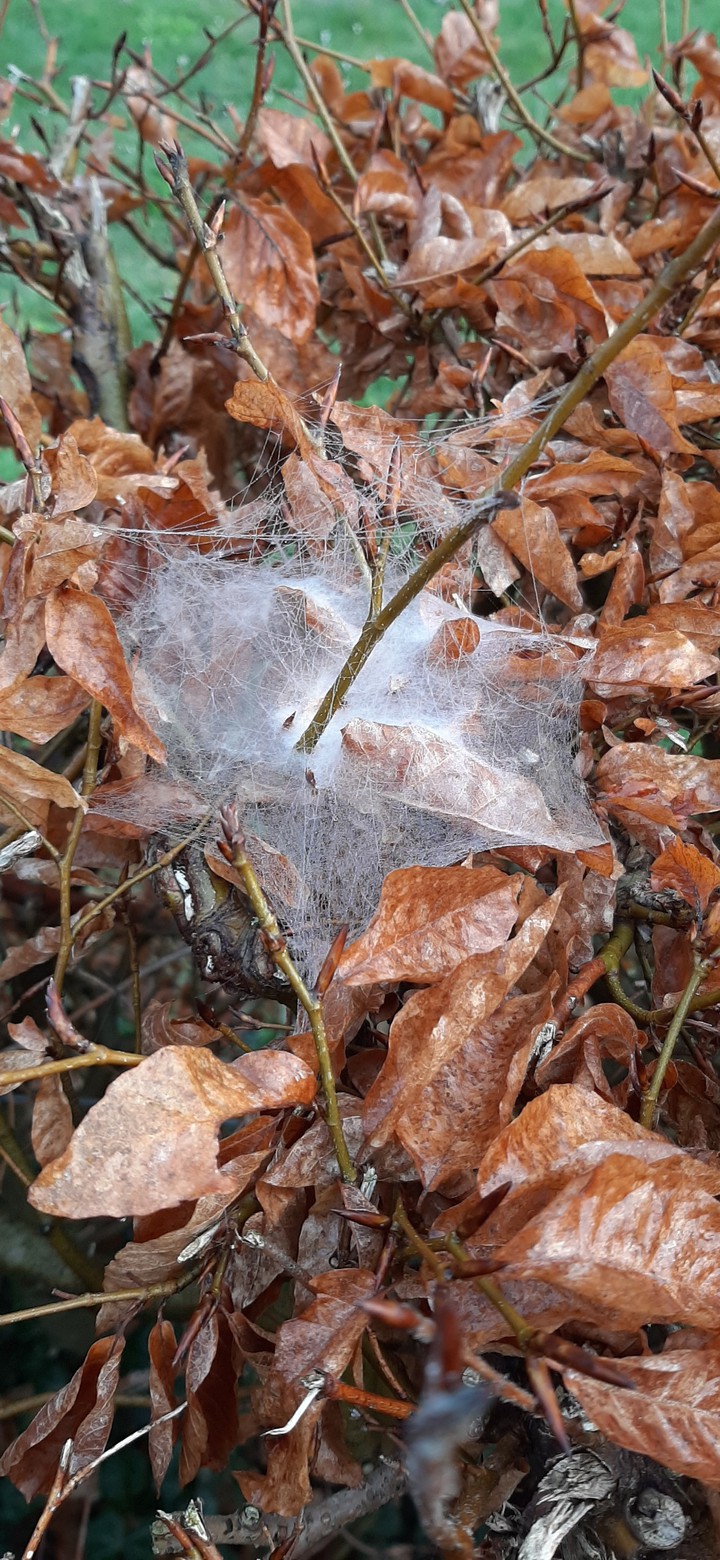 misty spin rag