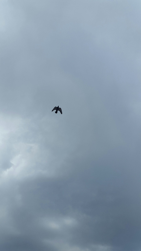 Bird