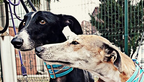 Love on first sniff