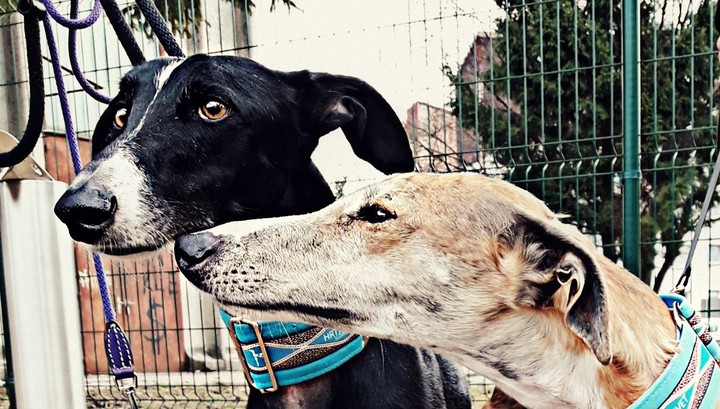 Love on first sniff