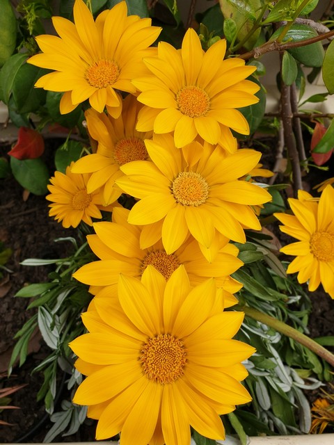 Fiori Gialli