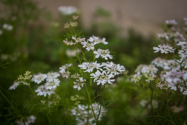 Coriander flowers