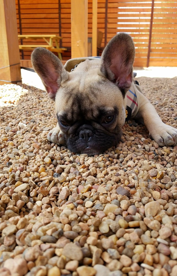 One Pooped Pup'