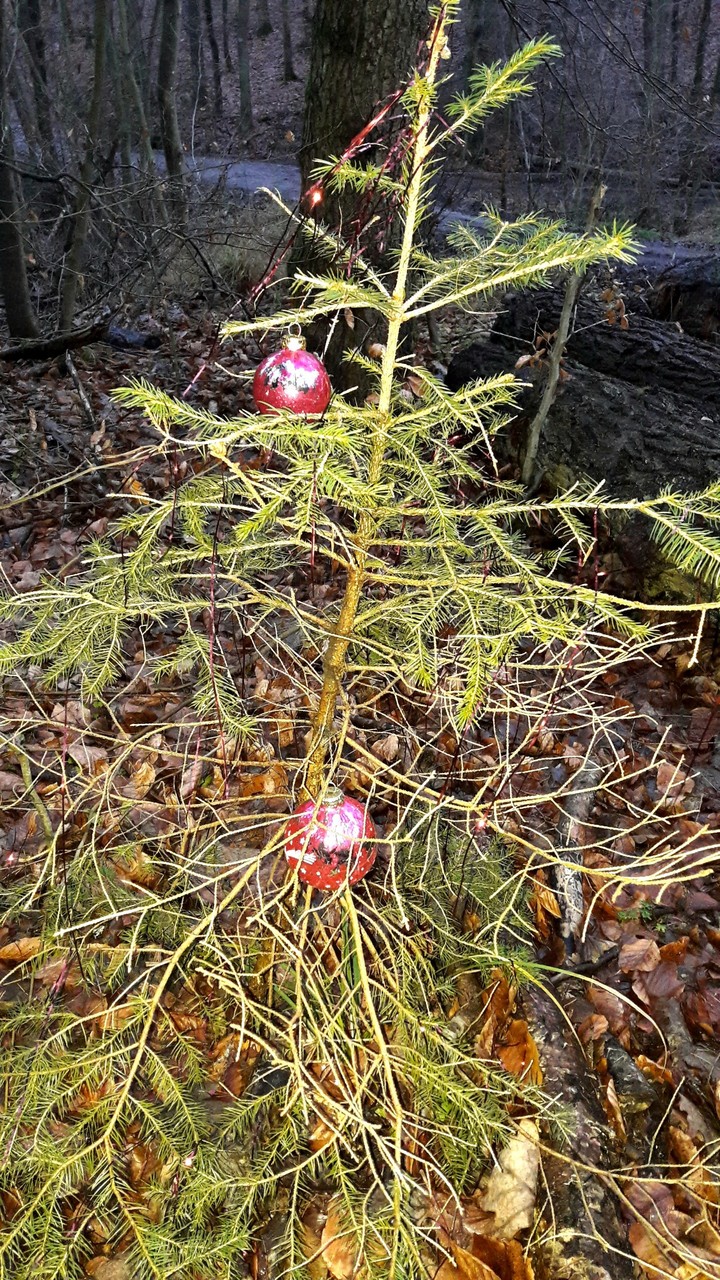 christmas tree