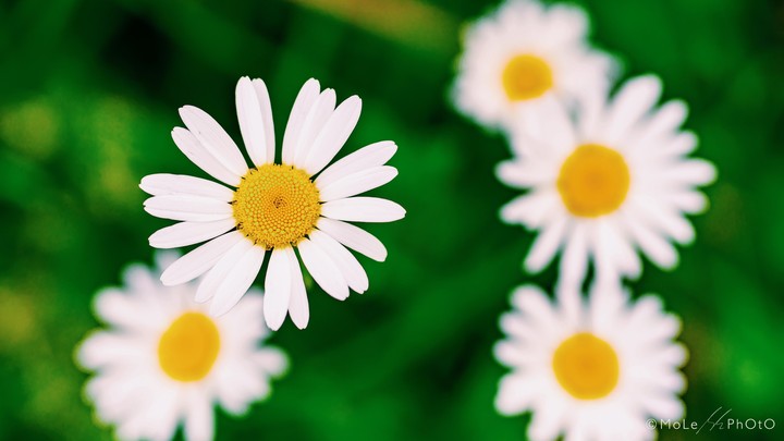 Daisies