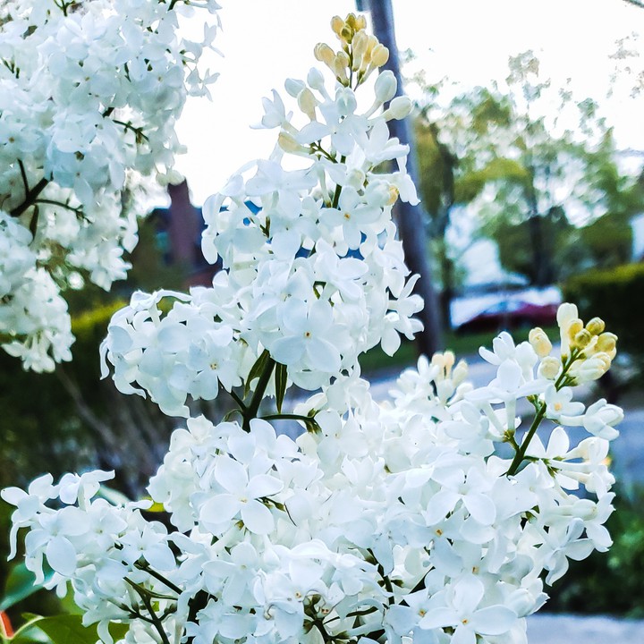 lilacs