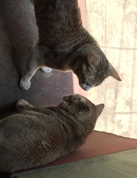 love cat