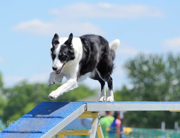 The Border Collie Because There Is No Better Dog