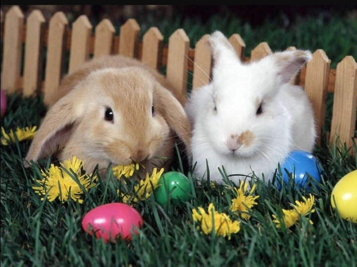 2 rabbit with eggs