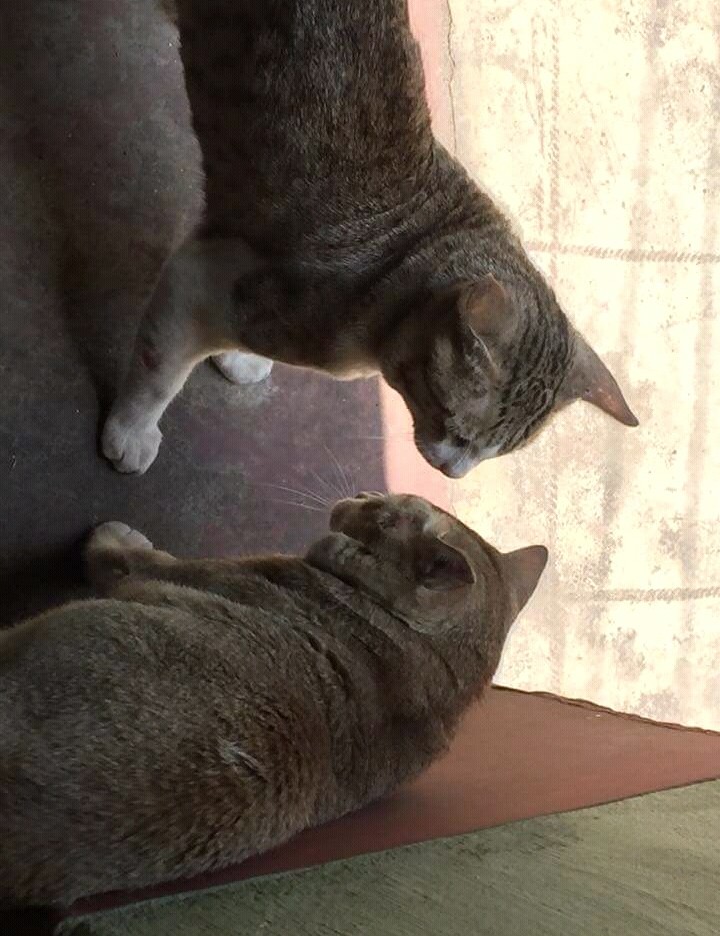 love cat