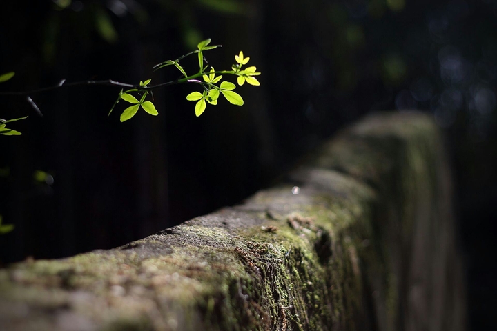 focused cute plant