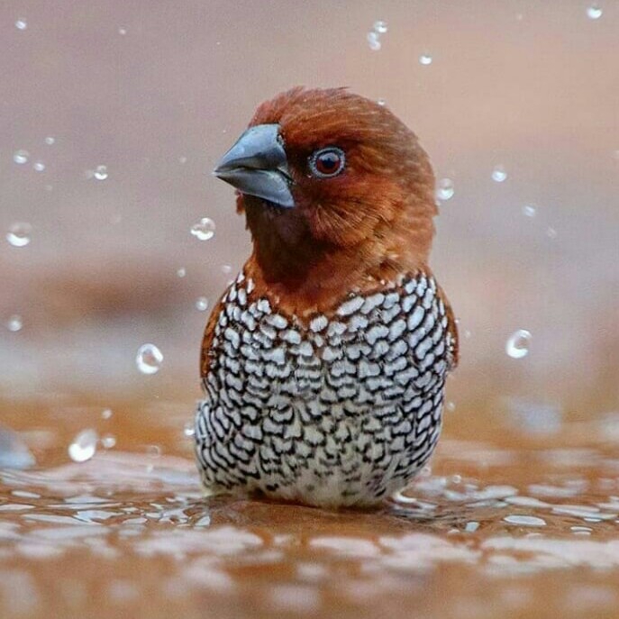 oiseaux⭐⭐⭐
