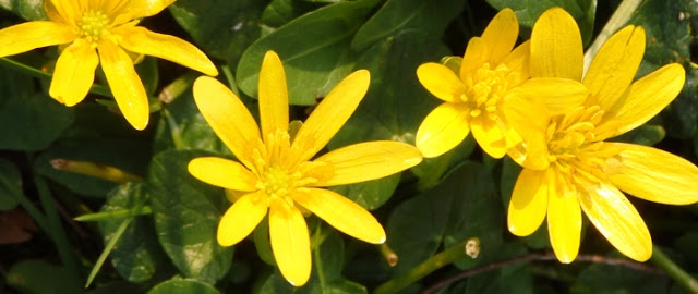 #vibrant yellow