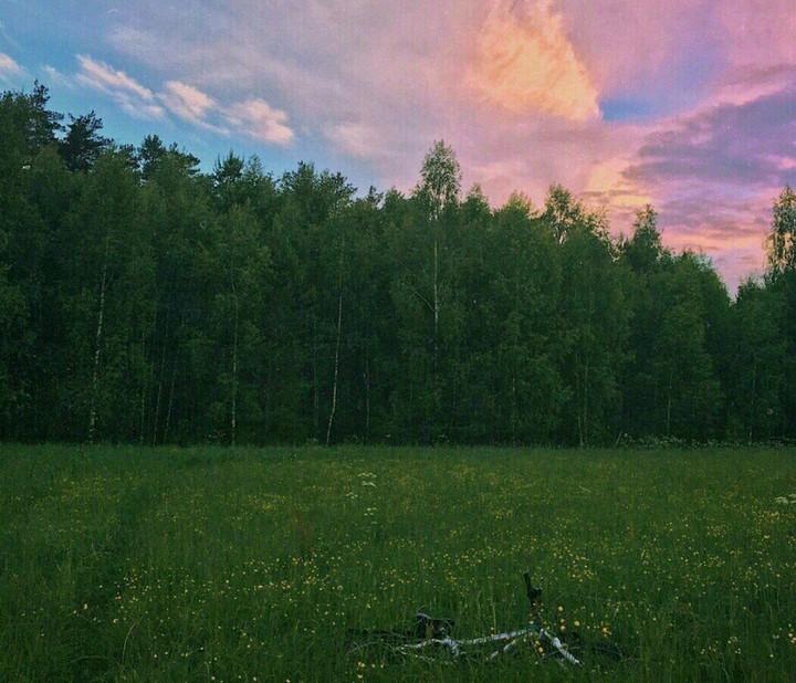 Лес