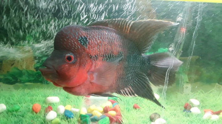 flowerhorn fish