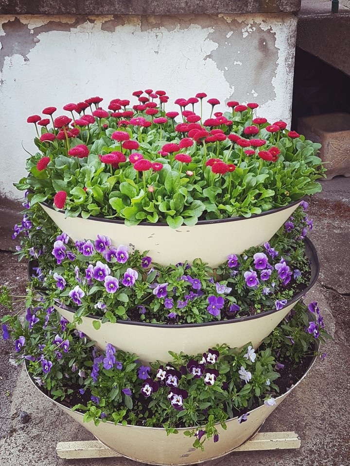 Flowers