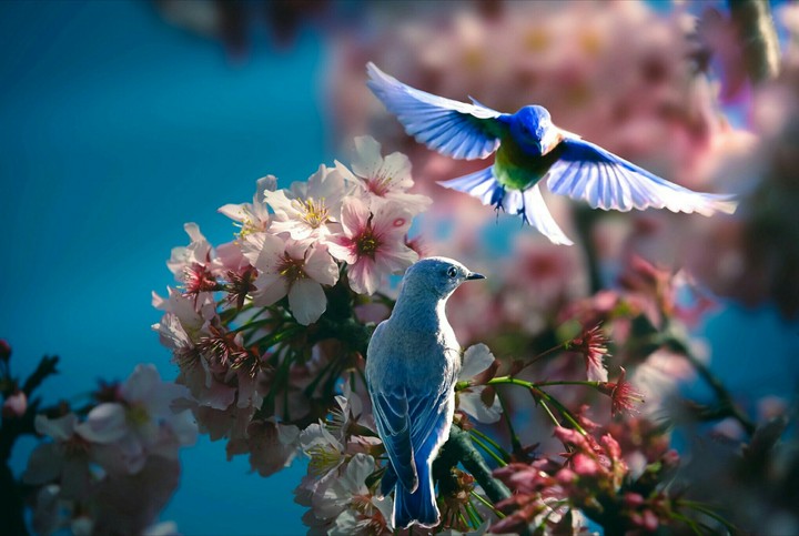 Melody of Spring