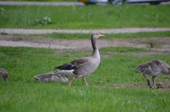 Goose