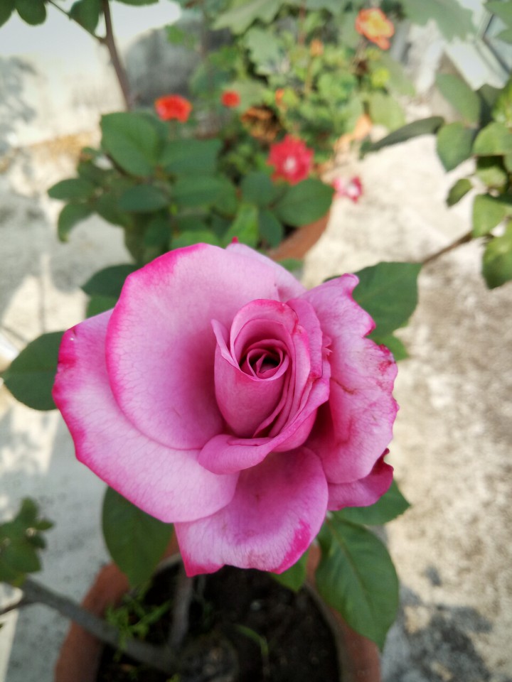 Rose
