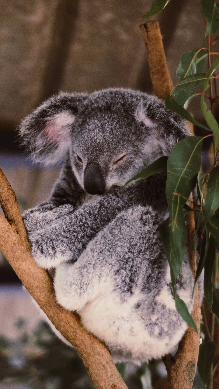 Koala