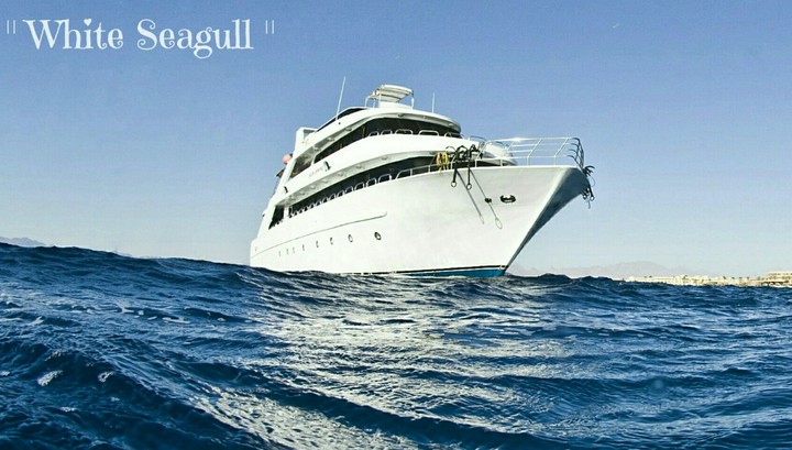 "White Seagull".