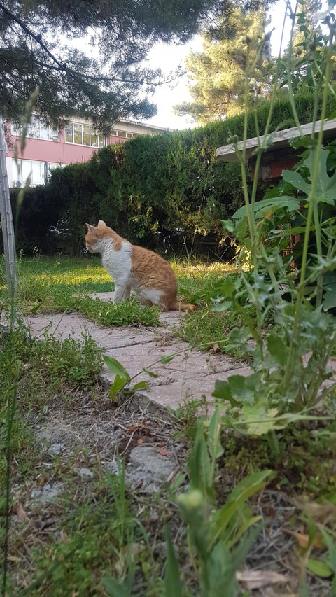 sfondi felidae, groundcover