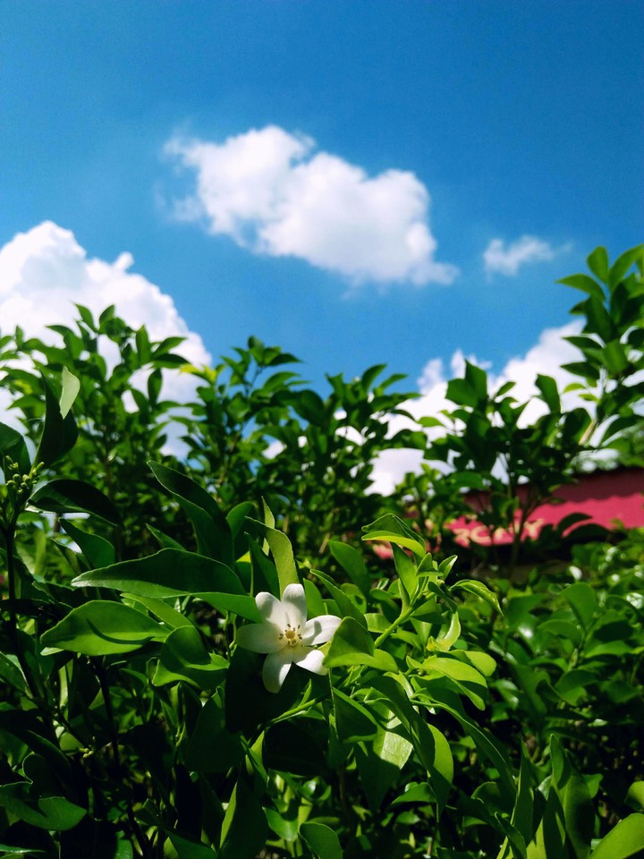 Bright days and flowers