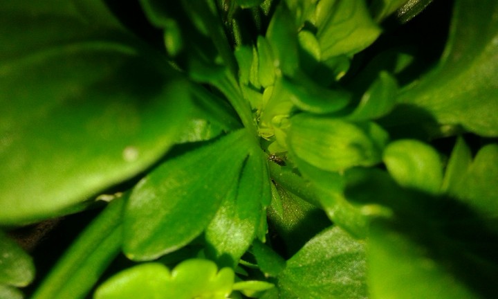 plants