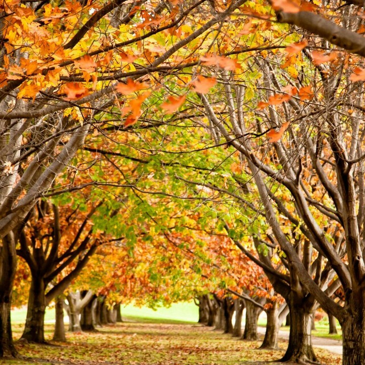 NATURE